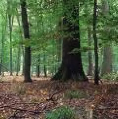 Bild: Wintergeschlagenes Holz für Holzhausbauer