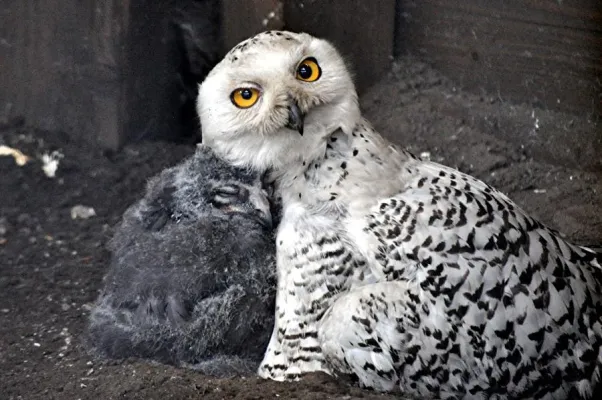 Bild: Happy-End für Harry und Hermine im Erlebnis-Zoo Hannover