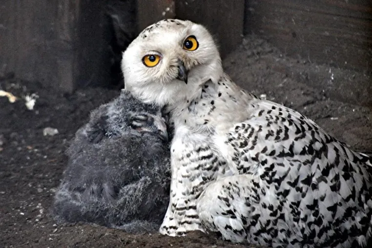 Happy-End für Harry und Hermine im Erlebnis-Zoo Hannover Bild: Happy-End für Harry und Hermine im Erlebnis-Zoo Hannover