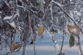 Bild: Traditionen und Bräuche zu Weihnachten im Bayerischen Wald