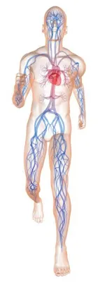 Fitness für das Herz im Vitalis Gesundheitszentrum Düsseldorf Bild: Fitness für das Herz im Vitalis Gesundheitszentrum Düsseldorf