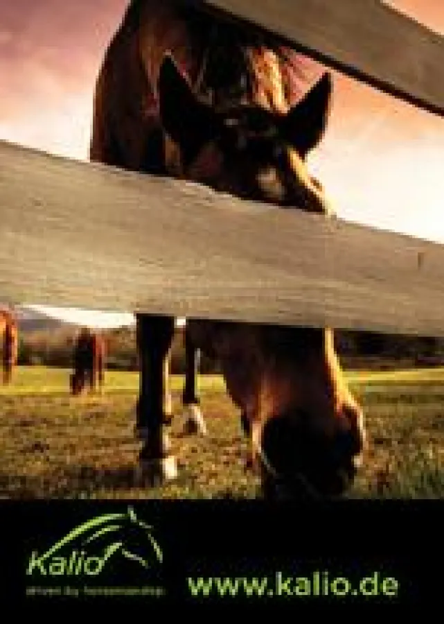 Kalio- Driven by horsemanship