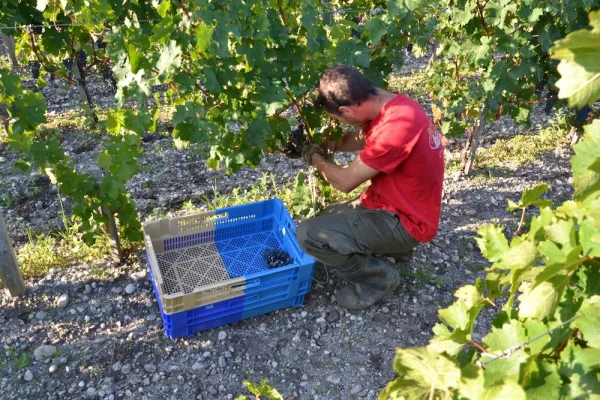 Bild: Durchdachte Weinberg-Logistik