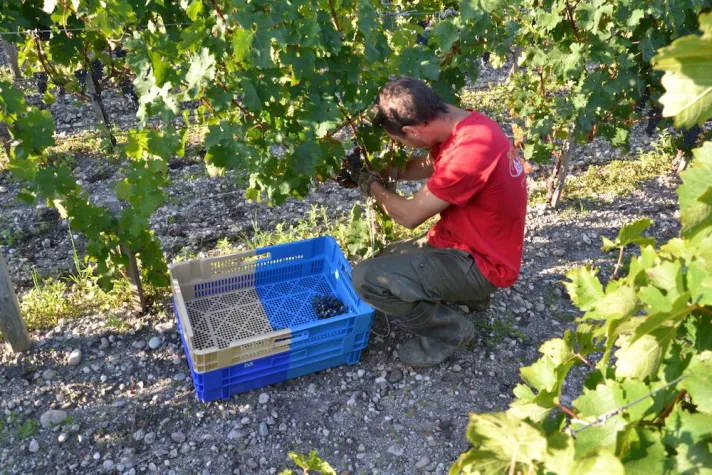 Bild: Durchdachte Weinberg-Logistik