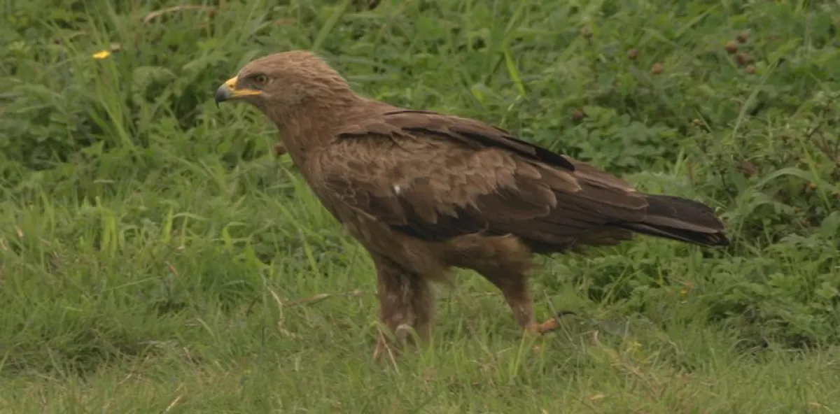 Tierfilmer Jens Klingebiel filmt seltene Schreiadler