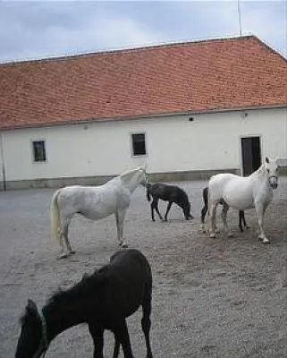 Bild: Pferdemist zu synthetischen Diesel - die CEHATROL Technolgy macht es möglich