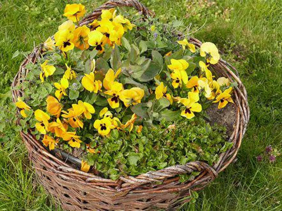 Grosse Blumenschau in Bad Zwischenahn