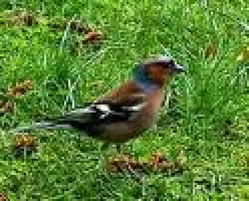 Bild: Vogelmonitoringbericht 2005 liegt vor