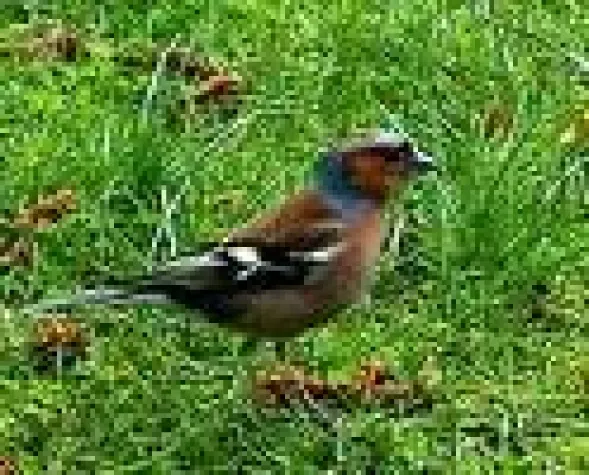 Bild: Vogelmonitoringbericht 2005 liegt vor