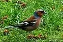 Bild: Vogelmonitoringbericht 2005 liegt vor