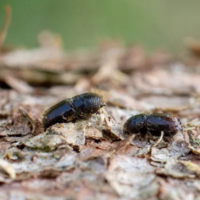 Übersichtsstudie entschlüsselt das Pilz-Netzwerk des Fichtenborkenkäfers Bild: Übersichtsstudie entschlüsselt das Pilz-Netzwerk des Fichtenborkenkäfers