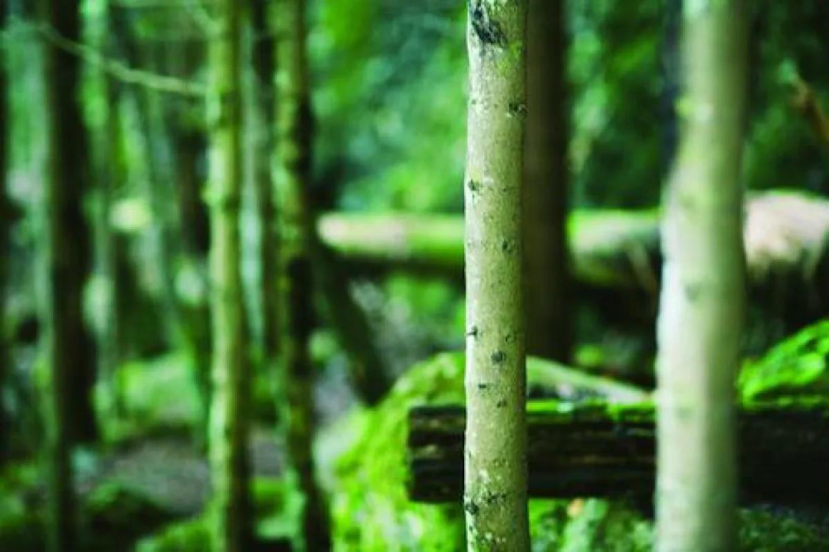 Avis und Mobility Car Sharing: Hand in Hand für den Umweltschutz