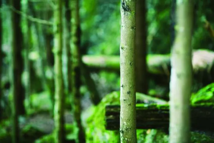 Bild: Avis und Mobility Car Sharing: Hand in Hand für den Umweltschutz