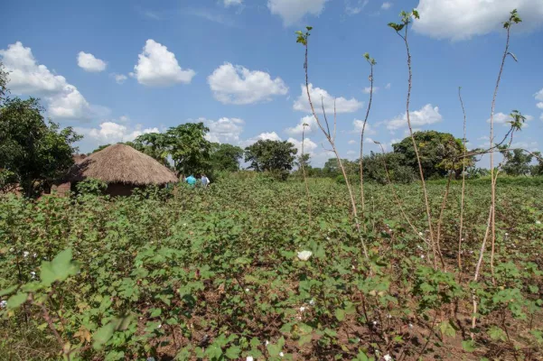 Bild: Mit ökologischer Landwirtschaft gegen den Klimawandel. Wir brauchen eine Agrarwende.