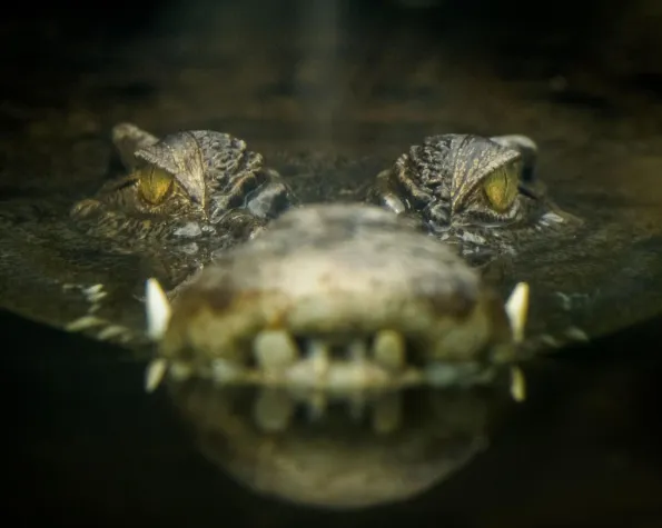 Bild: Wenn das Tagesgeschäft Ihr IT-Budget auffrisst.