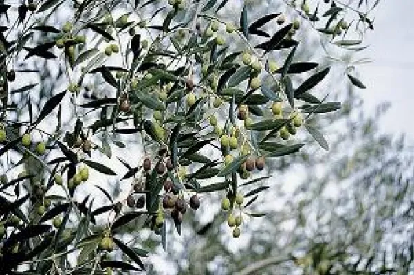 Wie viele Geheimnisse stecken in einem Olivenöl? Bild: Wie viele Geheimnisse stecken in einem Olivenöl?