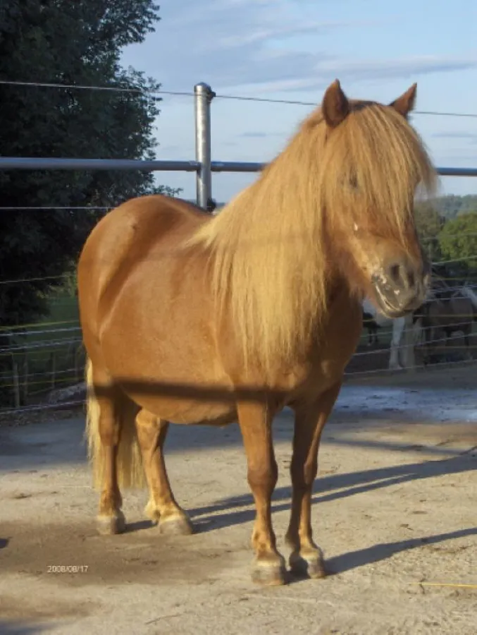 Shetlandpony
