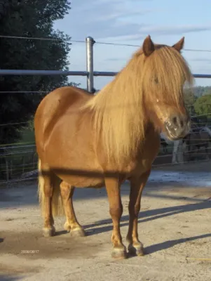 Bild: Sommerekzem ein immer grösser werdendes Problem bei Pferden - wir lüften ein Geheimnis