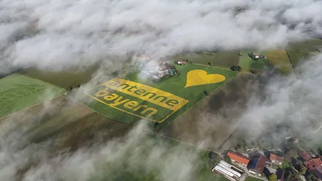 Bild: Antenne Bayern Logo erblüht in Millionen Sonnenblumen