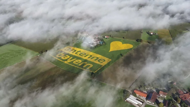 Bild: Antenne Bayern Logo erblüht in Millionen Sonnenblumen