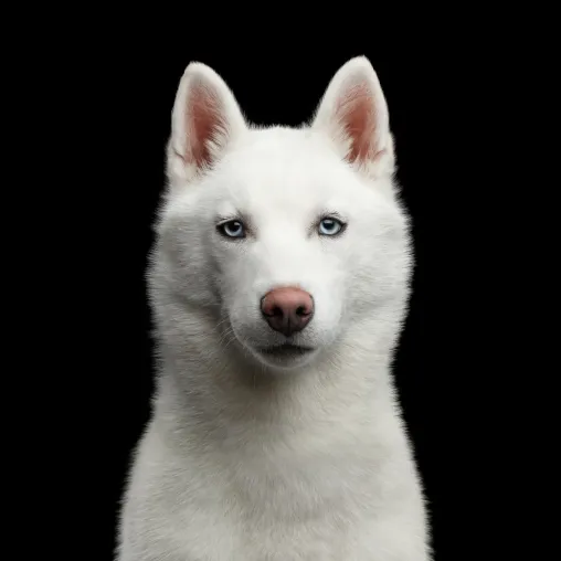 Bild: Was braucht Dein Hund wirklich?