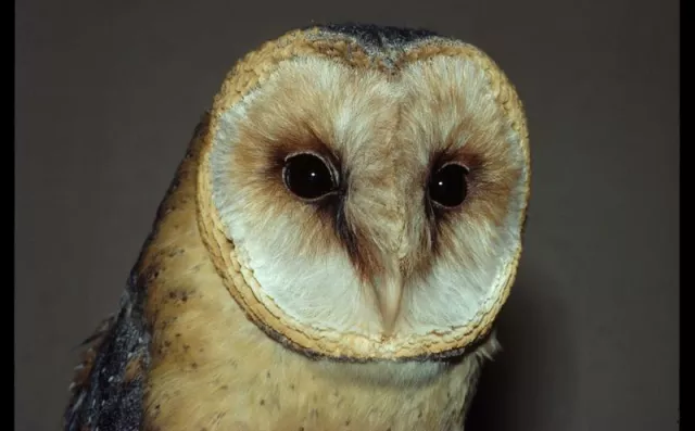 Ageless ears? Elderly barn owls do not become hard of hearing Bild: Ageless ears? Elderly barn owls do not become hard of hearing