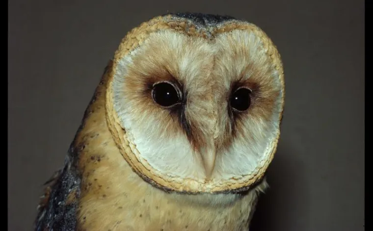 Bild: Ageless ears? Elderly barn owls do not become hard of hearing