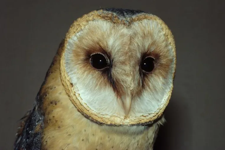 Bild: Ageless ears? Elderly barn owls do not become hard of hearing