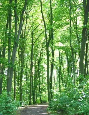 Bild: HKI: Trotz intensiver Nutzung - Nach wie vor wachsen in Deutschland die Wälder