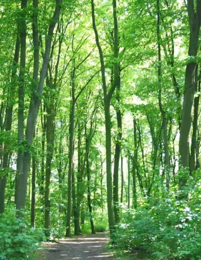 Bild: HKI: Trotz intensiver Nutzung - Nach wie vor wachsen in Deutschland die Wälder