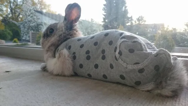 Bild: Individuelle Rehabodys für Kaninchen von Bunnywear
