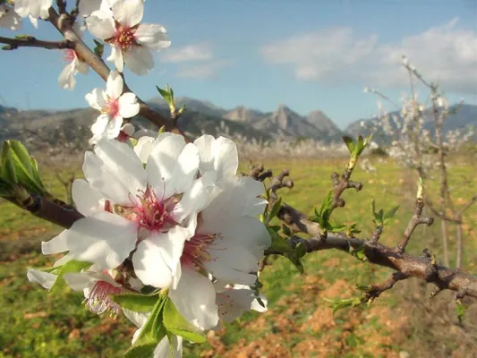 Bild: 365 mal Mallorca mit mallorca-desktop.de