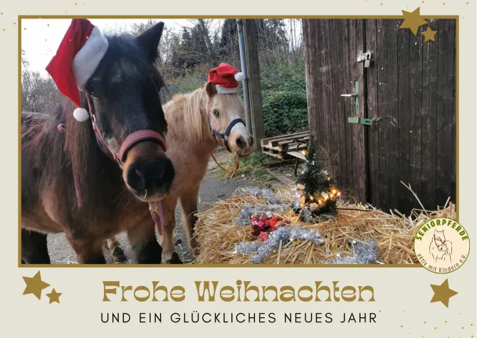 Seniorpferde suchen Paten und Helfer! Bild: Seniorpferde suchen Paten und Helfer!