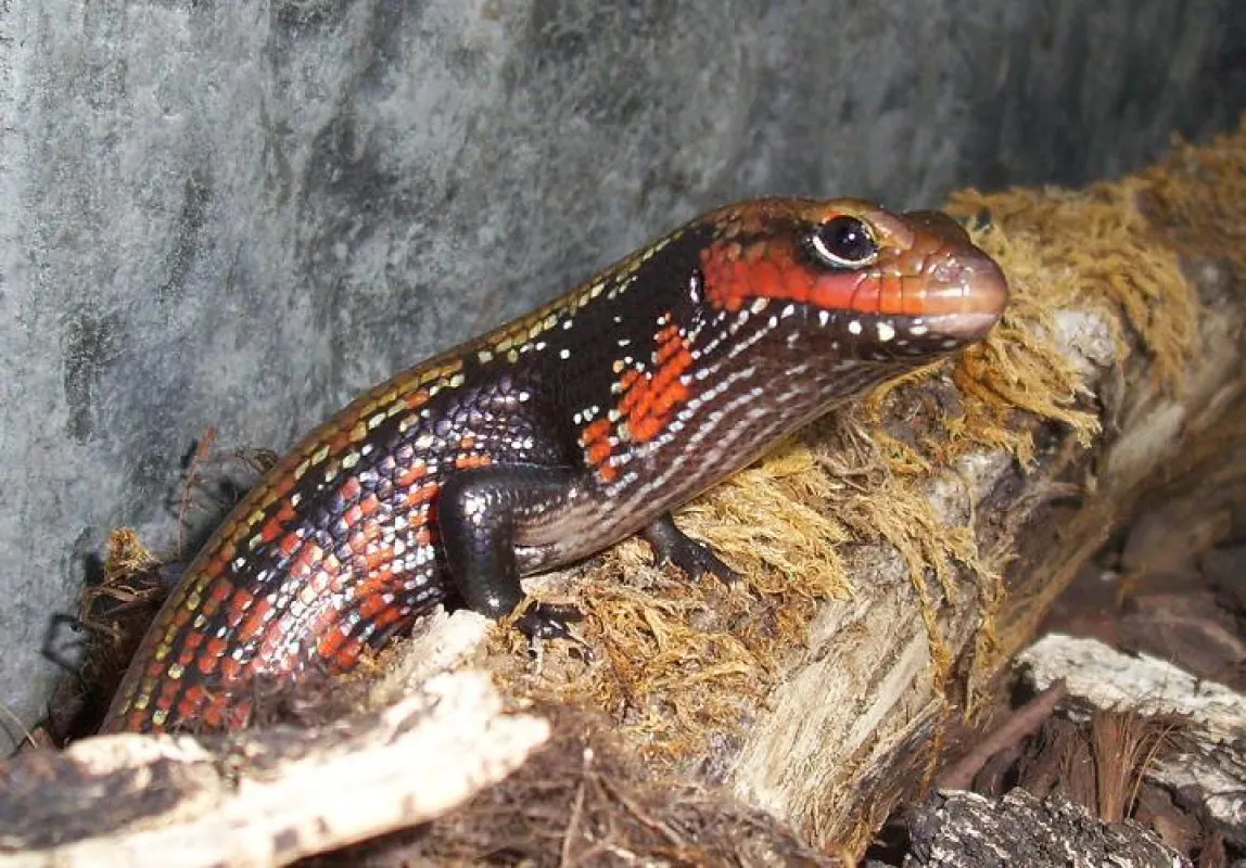 Ein Feuerskink (Riopa fernandi) präsentiert sich stolz der Kamera.
