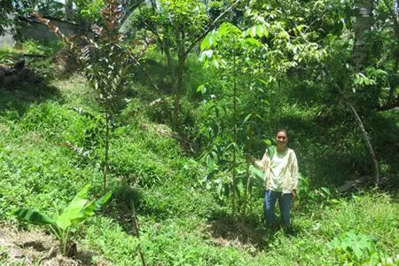 Bild: Mahagoni-Projekt auf den Philippinen: Bäume kaufen, Wälder schützen