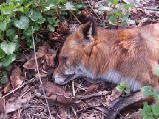 Bild: Thesenpapier zur Jagd