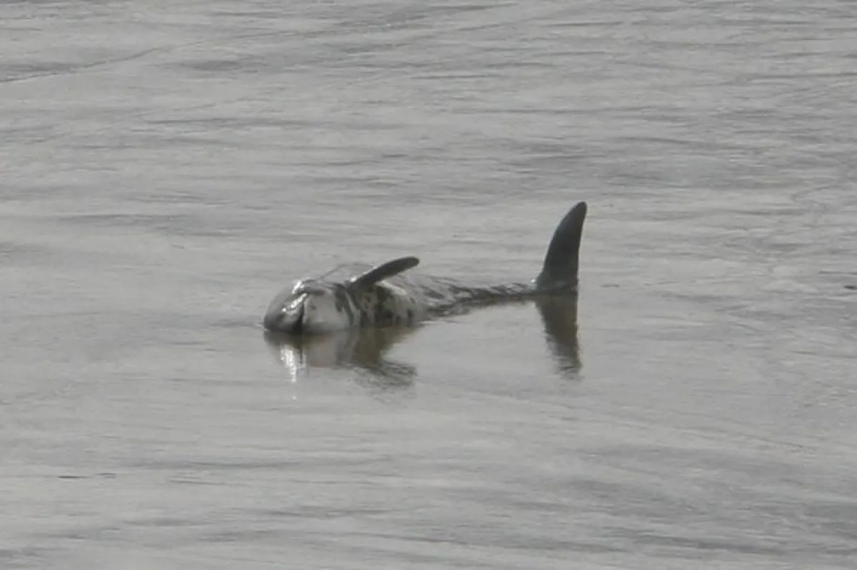 Im Wasser treibender Kadaver eines Schweinswals bei Brake