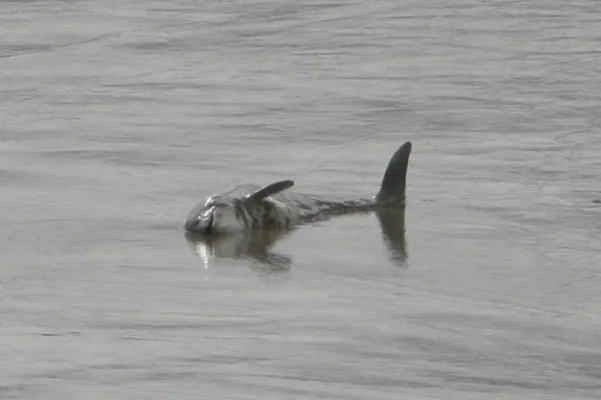 Auf der Suche nach den „Weser-Walen“ Bild: Auf der Suche nach den „Weser-Walen“
