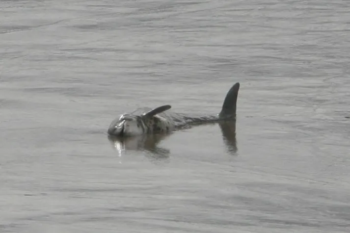 Bild: Auf der Suche nach den „Weser-Walen“