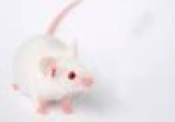 Bild: Neue Studie attestiert - Tierversuch durchgefallen Mäuse und Menschen unterscheiden sich stärker als gedacht