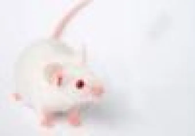 Bild: Neue Studie attestiert - Tierversuch durchgefallen Mäuse und Menschen unterscheiden sich stärker als gedacht