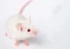 Bild: Neue Studie attestiert - Tierversuch durchgefallen Mäuse und Menschen unterscheiden sich stärker als gedacht