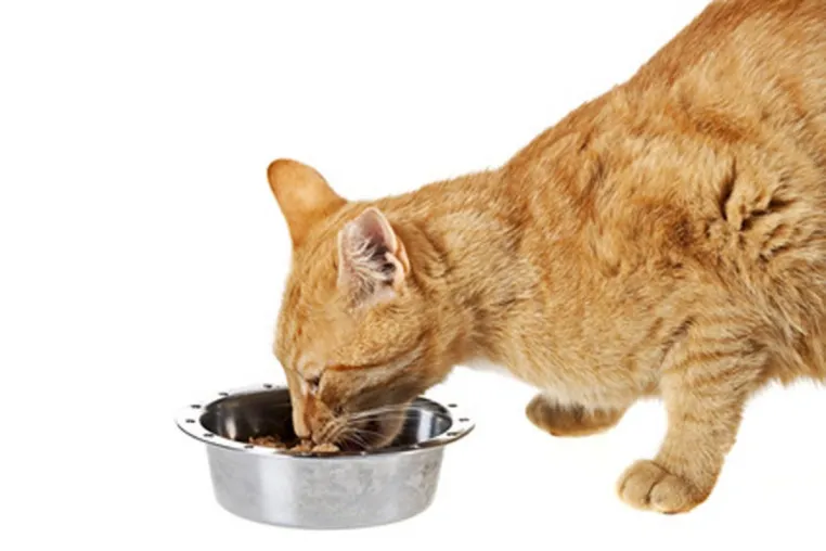 Bild: Der Lieblingsshop für anspruchsvolle Katzen - Paulas Tiershop