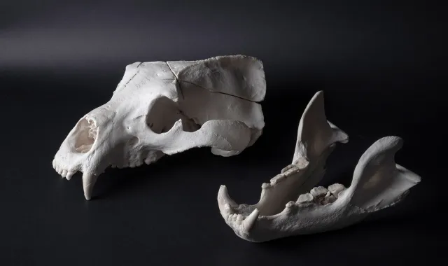 Erfolgsmodell Braunbär: 3D-Analyse enthüllt das Geheimnis ihrer Klimaresilienz Bild: Erfolgsmodell Braunbär: 3D-Analyse enthüllt das Geheimnis ihrer Klimaresilienz