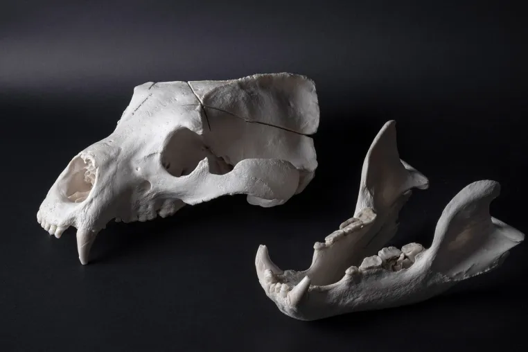 Erfolgsmodell Braunbär: 3D-Analyse enthüllt das Geheimnis ihrer Klimaresilienz Bild: Erfolgsmodell Braunbär: 3D-Analyse enthüllt das Geheimnis ihrer Klimaresilienz