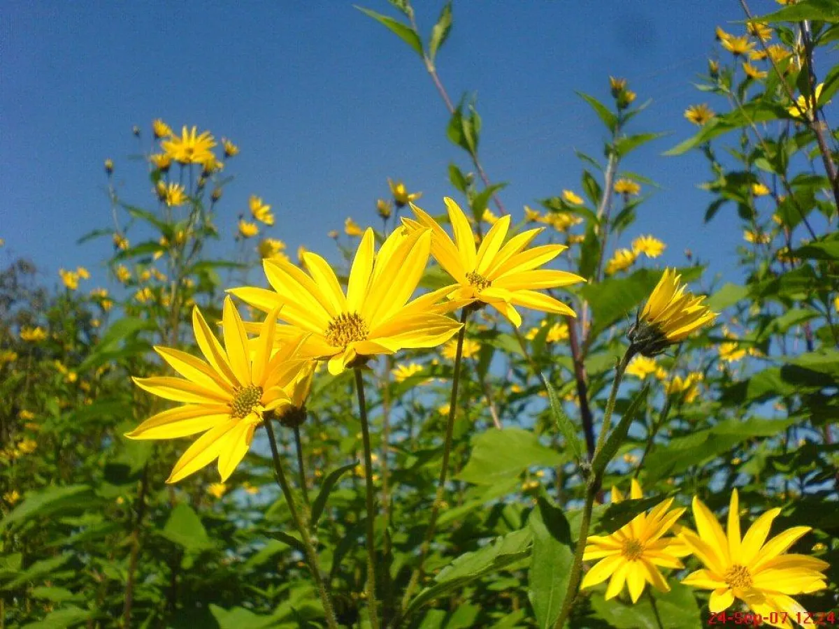 Topinambur die wertvolle Pflanze in voller Blüte
