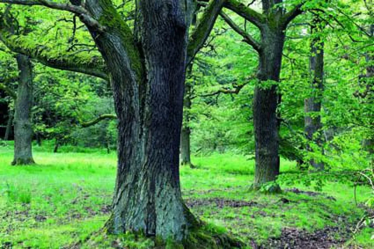 250 Jahre alte Huteeichen im Habichtswald (Foto: Theodor Arend / aus
