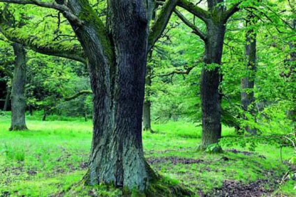 Bild: Auf den Spuren von Vulkanen und Dinosauriern: Der Lebensraum Habichtswald