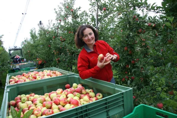 Bild: Aktuelle Apfelernte bringt frisches Obst auf den Tisch