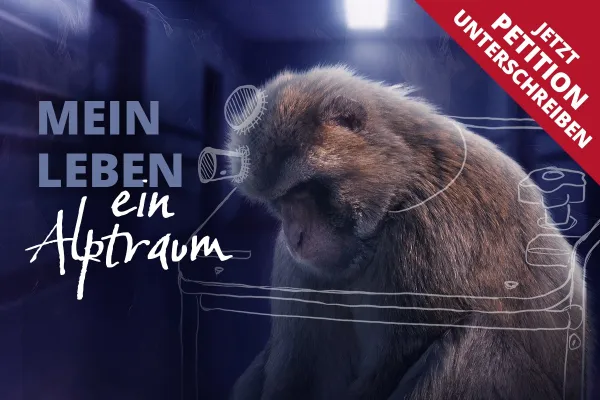 Bild: Tierversuche an Affen stoppen - Ärzte gegen Tierversuche und PETA starten Bundestagspetition 